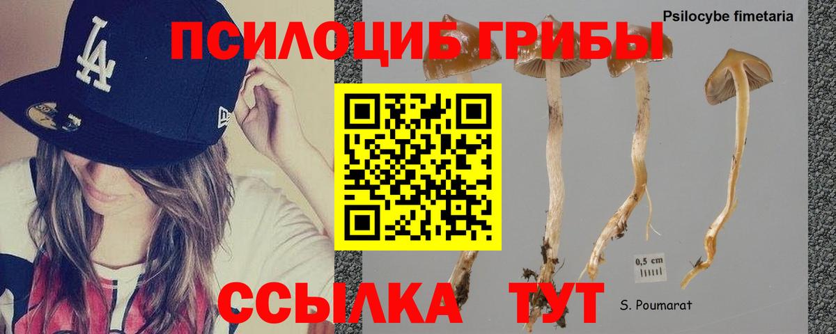 купить наркотики цена  Галлюциногенные грибы MAGIC MUSHROOMS  Вход с VPN  Нерюнгри 